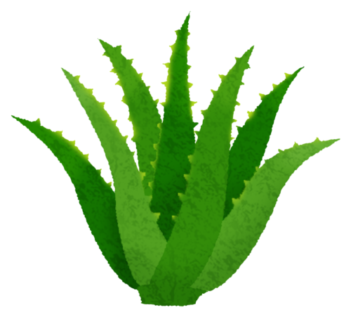 Aloe vera clipart