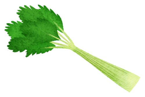 Celery clipart