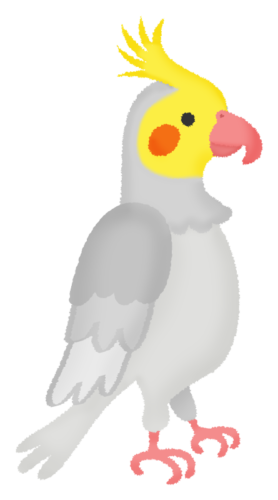 Cockatiel (grey) clipart