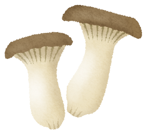 Eringi mushroom clipart