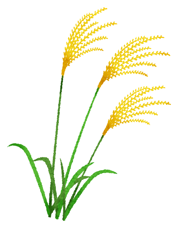 Free Clipart of Japanese pampas grass