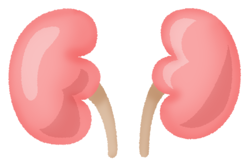 kidneys clipart