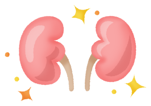 kidneys (healthy) clipart