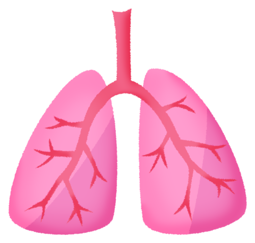 Lungs clipart