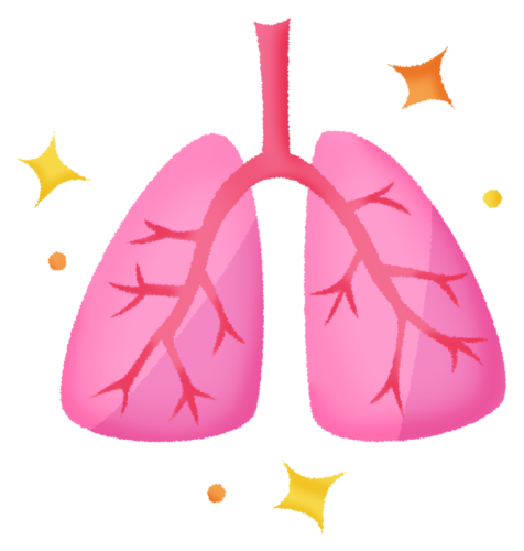 Lungs (healthy) clipart