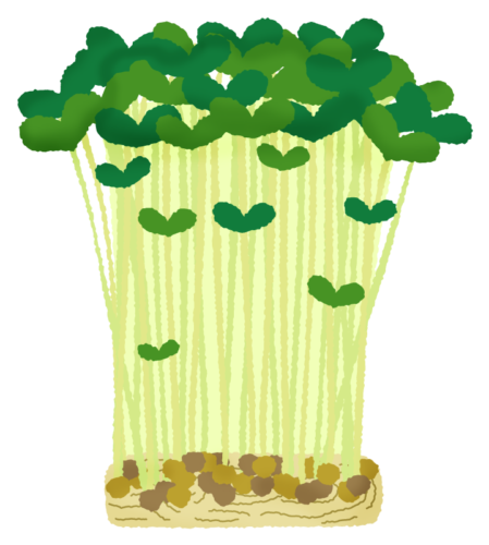 pea sprouts clipart