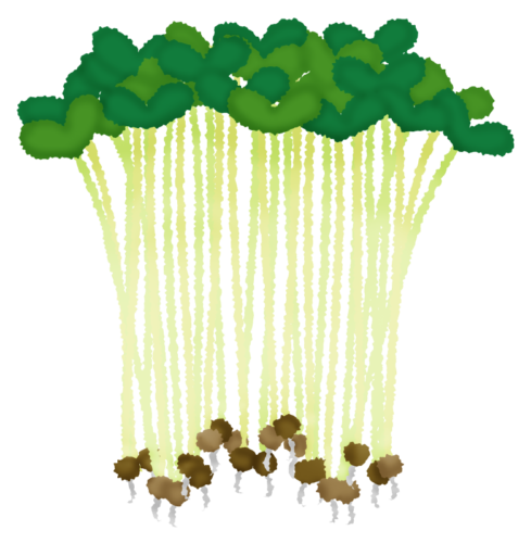 Radish sprouts clipart