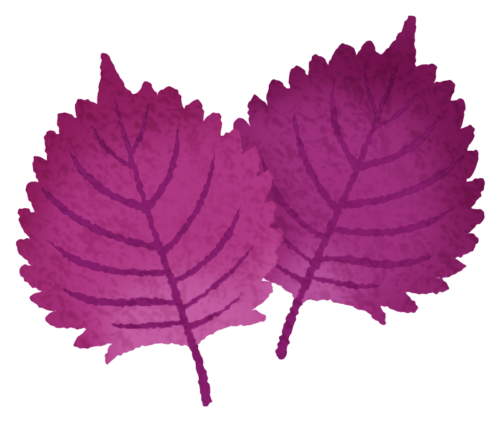 Red shiso clipart