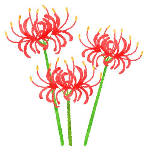 Red spider lily clipart