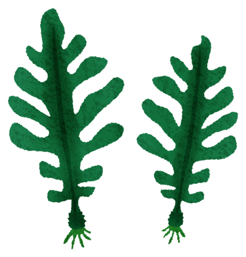 Seaweed clipart
