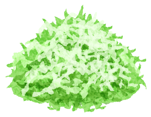 Shredded cabbage clipart