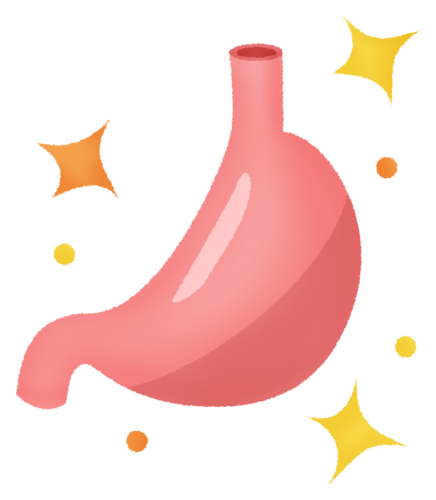 Stomach (healthy) clipart