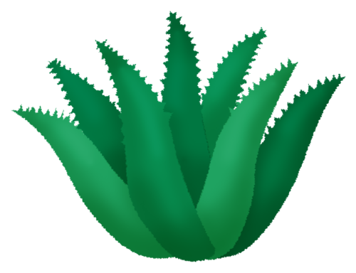Maguey clipart