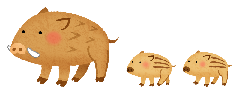 Mom and baby boars
