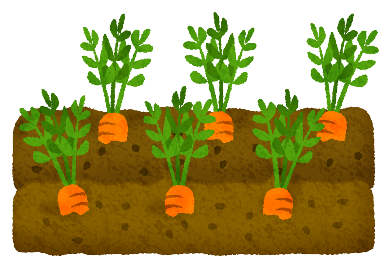 Campo de zanahorias