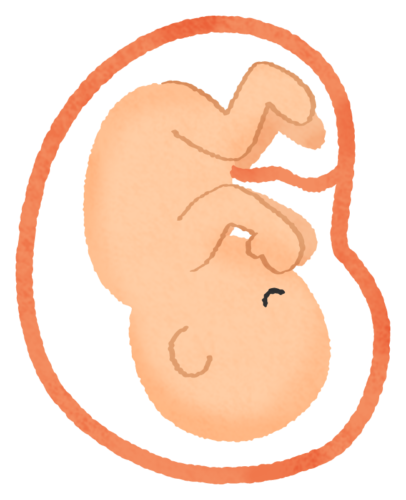 胎児のイラスト