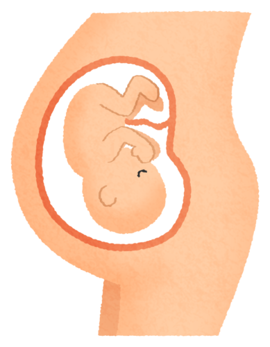 子宮の中の胎児のイラスト