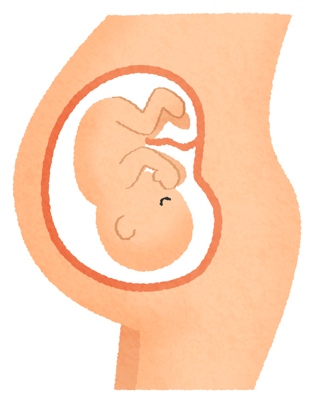 子宮の中の胎児のかわいいフリーイラスト素材