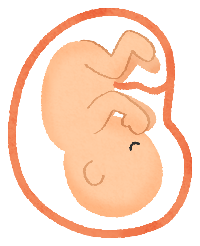 胎児の無料イラスト | フリーイラスト素材集 ジャパクリップ