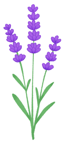 ラベンダーのイラスト