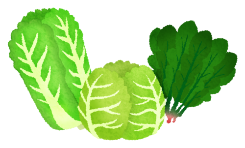 葉物野菜のイラスト