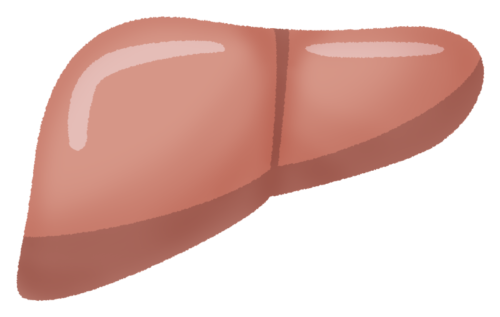 肝臓のイラスト