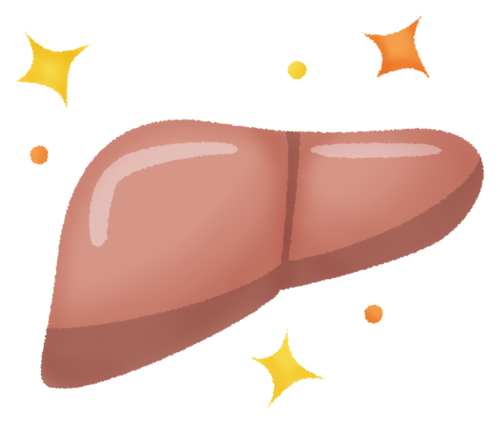肝臓（健康な）のイラスト