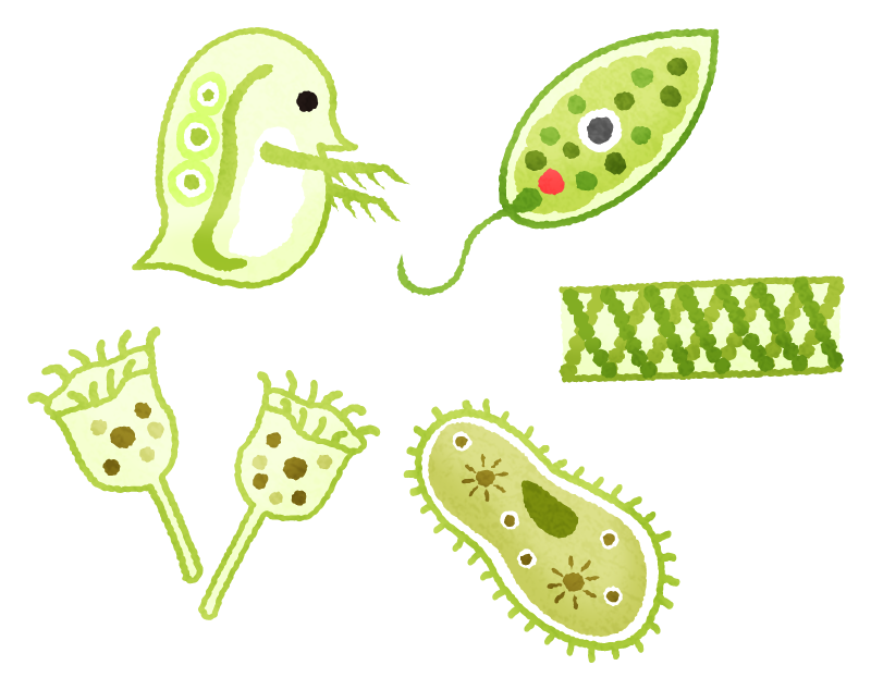 Microorganism Free Clipart Illustrations Japaclip