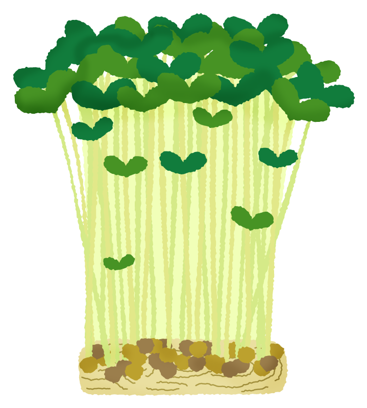 pea sprouts