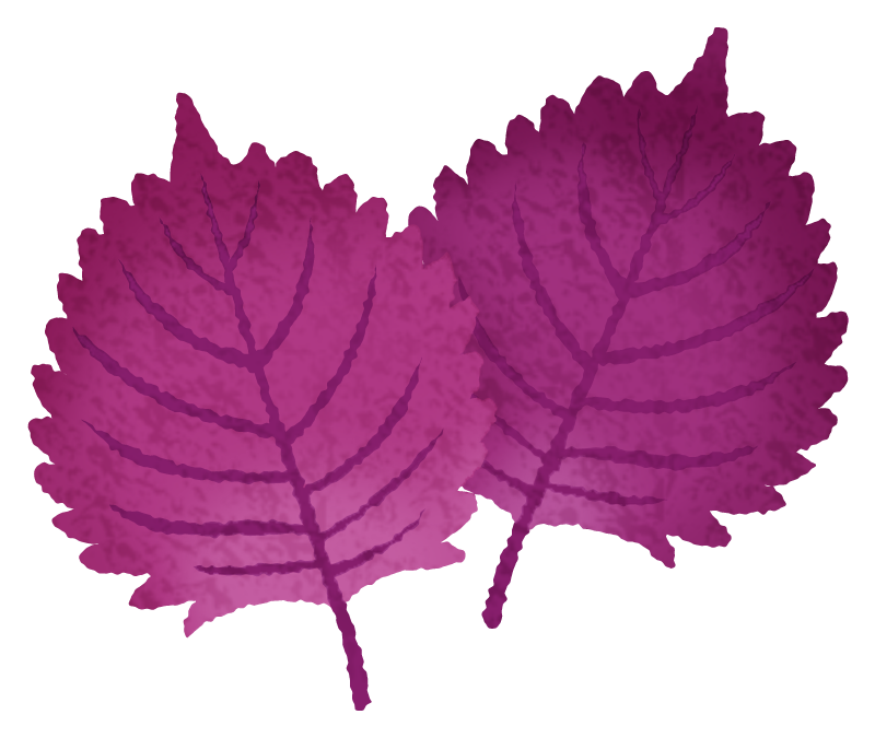 赤紫蘇のかわいいフリーイラスト素材