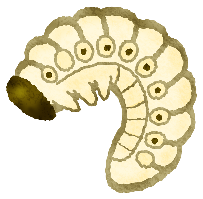 Rhinoceros beetle larva