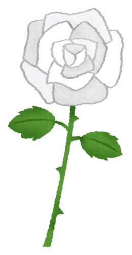 白薔薇（白バラ）のイラスト