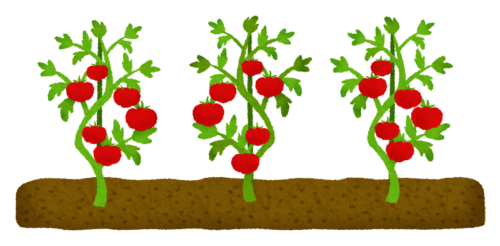 トマト畑のイラスト
