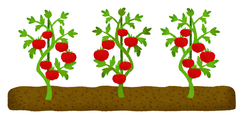 Campo de tomates