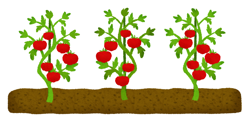 Tomato Field Free Clipart Illustrations Japaclip