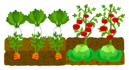 野菜畑のイラスト