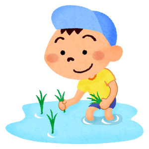 Boy planting rice