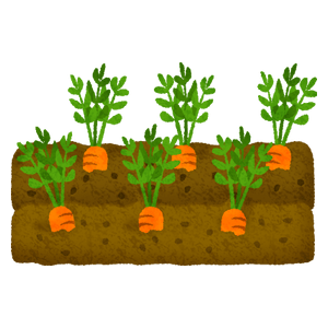 Carrot field