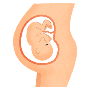 子宮の中の胎児