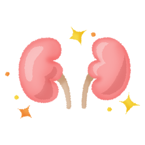 kidneys (healthy)