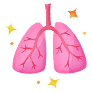 肺（健康な）