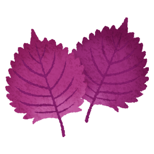 Red shiso