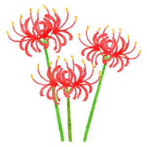 Red spider lily 