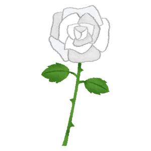 白薔薇（白バラ）
