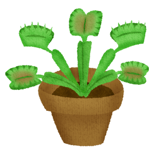 Dionaea muscipula / Venus atrapamoscas